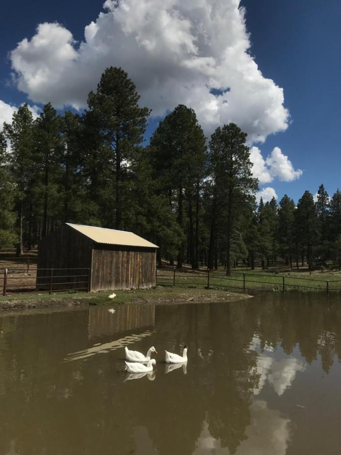 Grand Canyon 1Bd Loft/Suite-Horseback Riding-Shooting-Dogs Ok! Parks Esterno foto